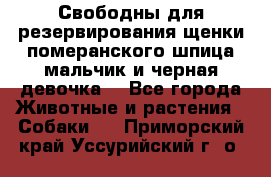 Свободны для резервирования щенки померанского шпица мальчик и черная девочка  - Все города Животные и растения » Собаки   . Приморский край,Уссурийский г. о. 